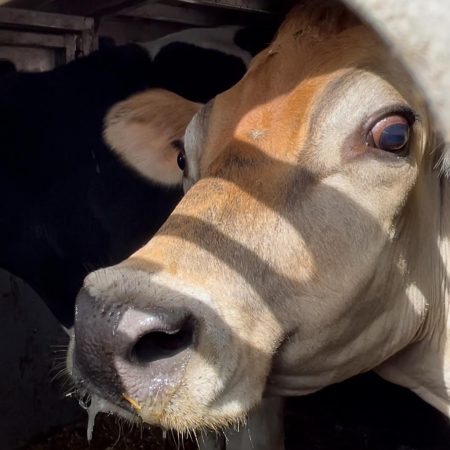 ccfa pia sarker cow 6 ccfa pia sarker cow 6